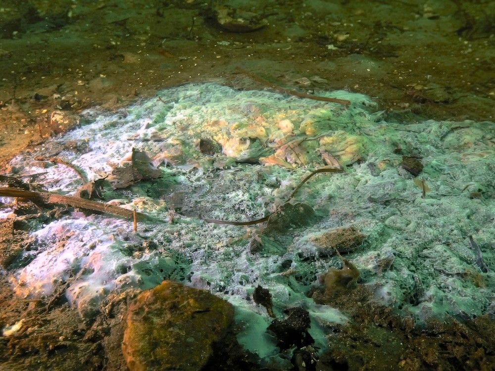  Photos show sunflower sea stars with wasting disease off Calvert Island.
