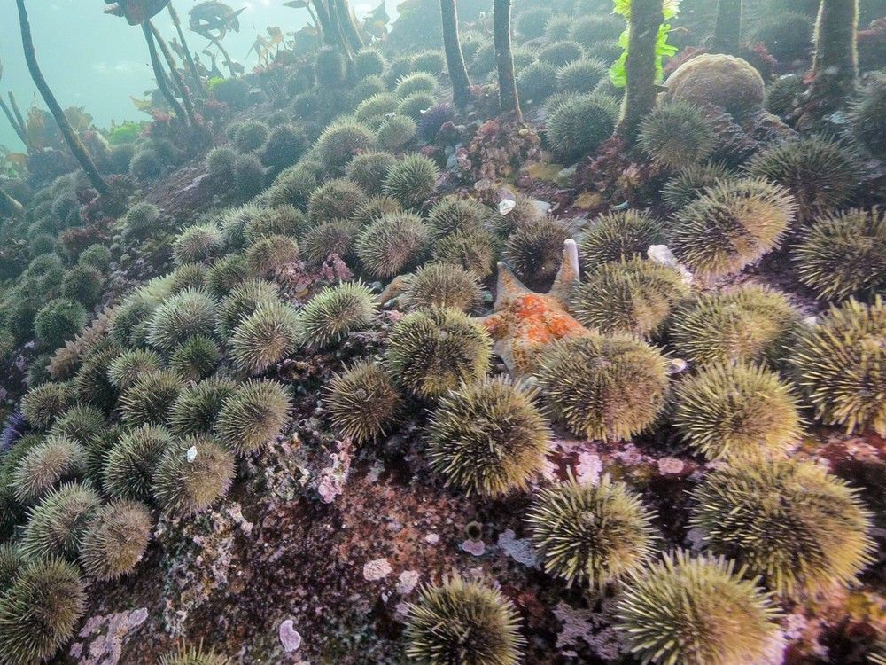  Urchin barren in Hakai Pass. With billions of sea stars dying from a wasting disease, urchins thrive and destroy kelp forests.