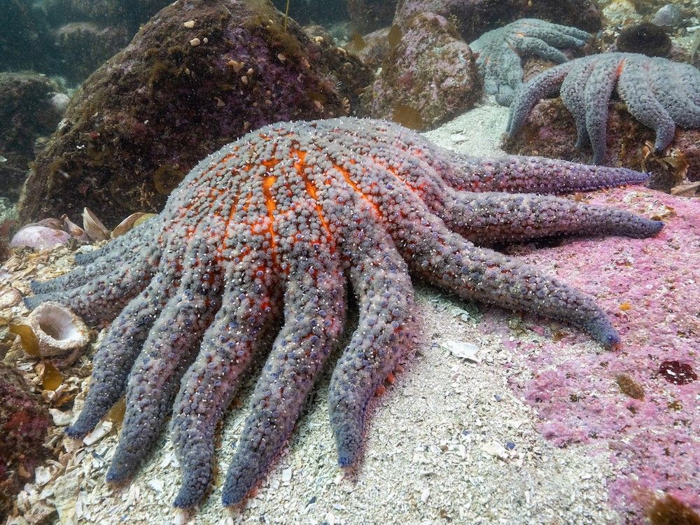  Pycnopodia sea stars in Burke Channel. B.C. researchers have discovered what’s causing billions of sea stars to die from a wasting disease.