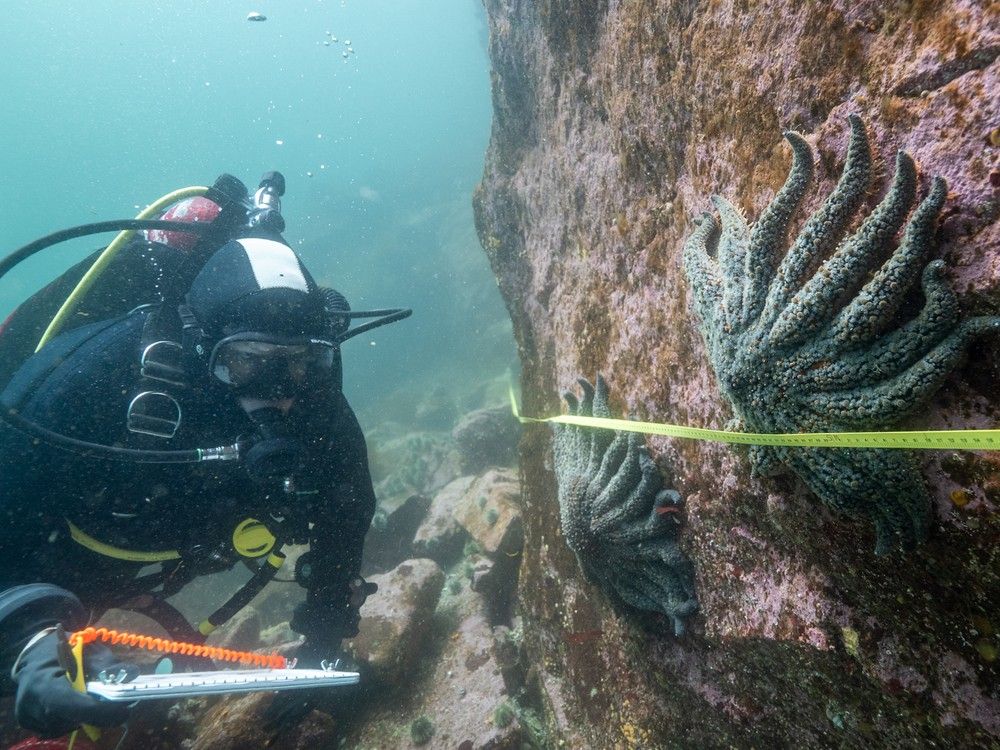 UBC and Hakai Institute researcher Alyssa Gehman diving in Burke Channel. B.C. researchers have discovered what's causing billions of sea stars to die from a wasting disease.