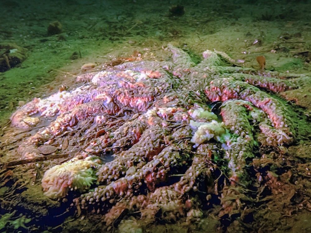  Photo shows sunflower sea stars with wasting disease off Calvert Island.