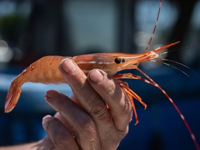 spot prawn