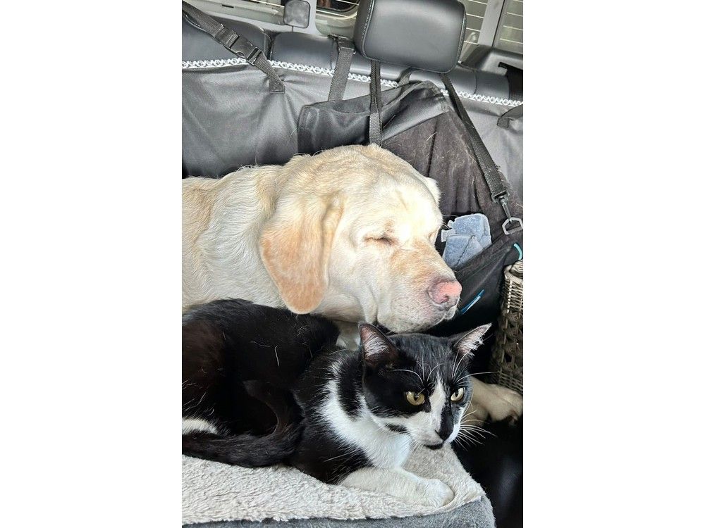  Luigi the cat has been missing since escaping this vehicle on the B.C. Ferries Coastal Inspiration on Aug. 9, 2025.