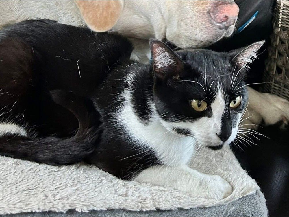 Luigi the cat has been missing since escaping this vehicle on the B.C. Ferries Coastal Inspiration on Aug. 9, 2025.