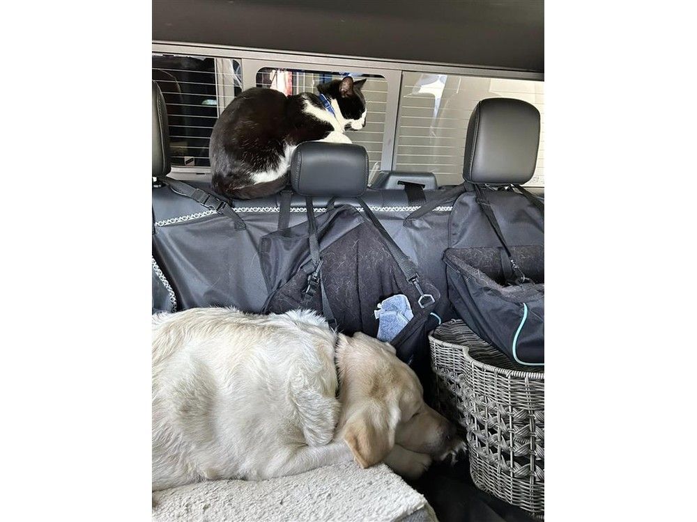  Luigi the cat has been missing since escaping this vehicle on the B.C. Ferries Coastal Inspiration on Aug. 9, 2025.
