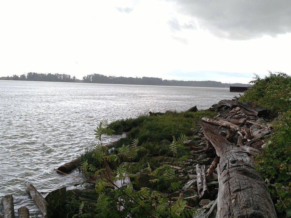  Site of Cowichan, or Hul’qumi’num, seasonal village known as Tl’uqtinus in Southeast Richmond on the south arm of the Fraser River.
