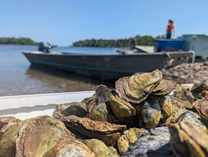 oysters canada