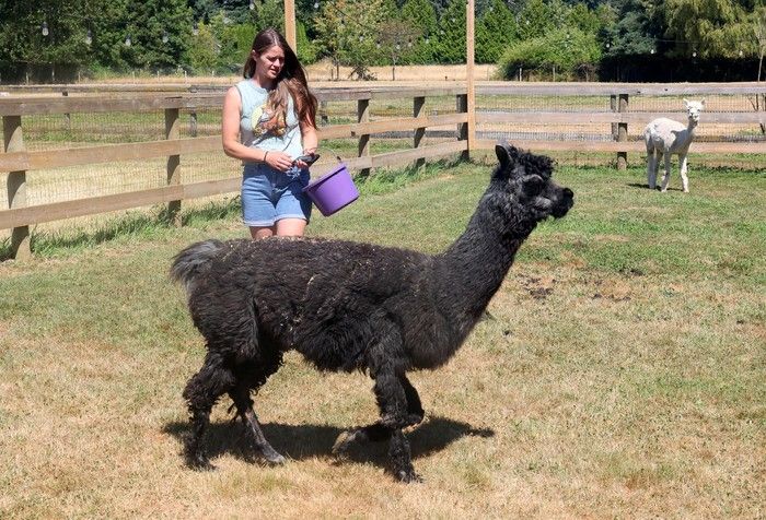  At age 28, Lolita is believed to be the world’s oldest living alpaca.