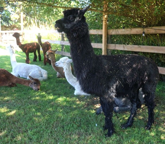  Lolita ‘loves watching over and cuddling the babies,’ says farm manager Dee Martin.