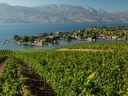 Vineyards at Quails' Gate Winery trail down to Okanagan Lake.