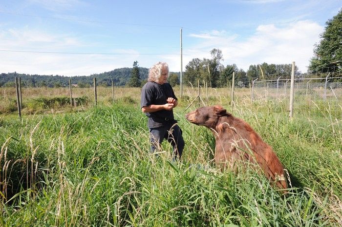  Animal trainer Gerry Therrien stands with “Broud,” a 500-pound cinnamon-coloured black bear, in a field at his Abbotsford property in this photo taken on Aug. 23, 2008.