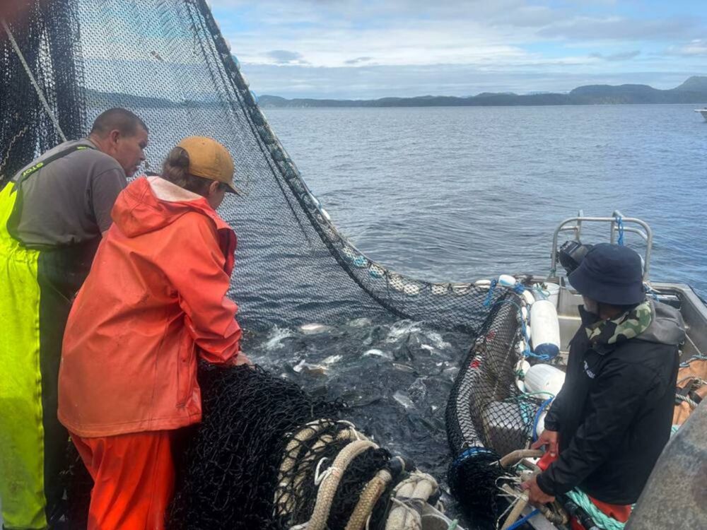 Na̱mǥis fishers on the water on Aug. 1 doing a test fishery catch for the Department on Fisheries and Oceans, where about 10,000 fish were caught, 4,500 of them sockeye. After some sample fish were taken, the catch was returned to the sea. 