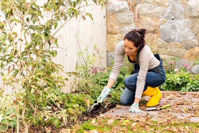  Fall is the time to clean up the garden and remove annuals that have finished blooming.