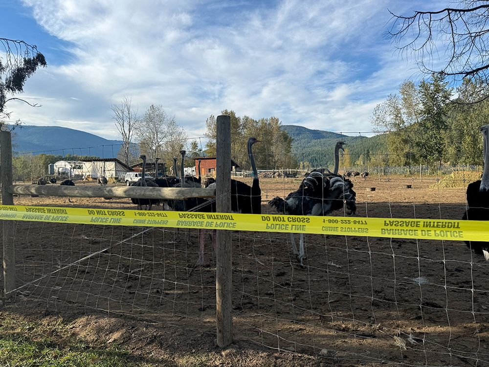  Police tape surrounds an area where ostriches are penned in at the Universal Ostrich Farms property in Edgewood, B.C., Monday, Sept. 22, 2025.