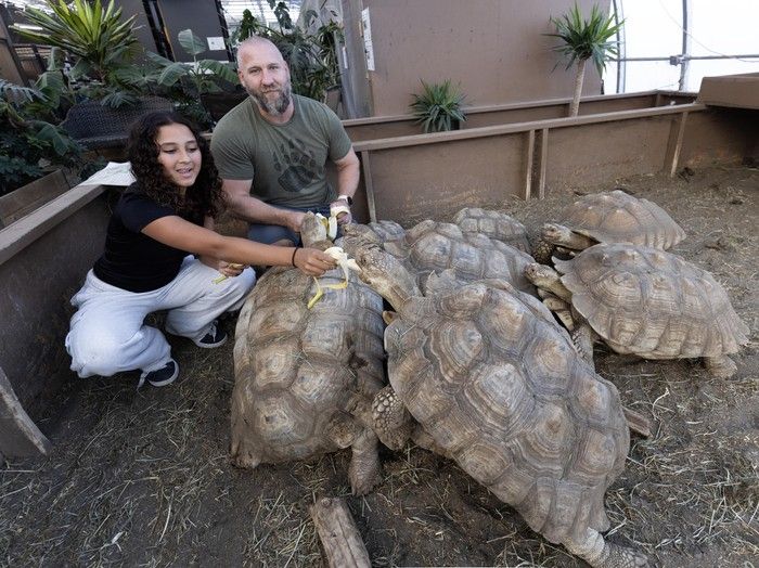  mike hopcraft and daughter raina feeding bananas to sulcata tortoises at their enclosure in langley.