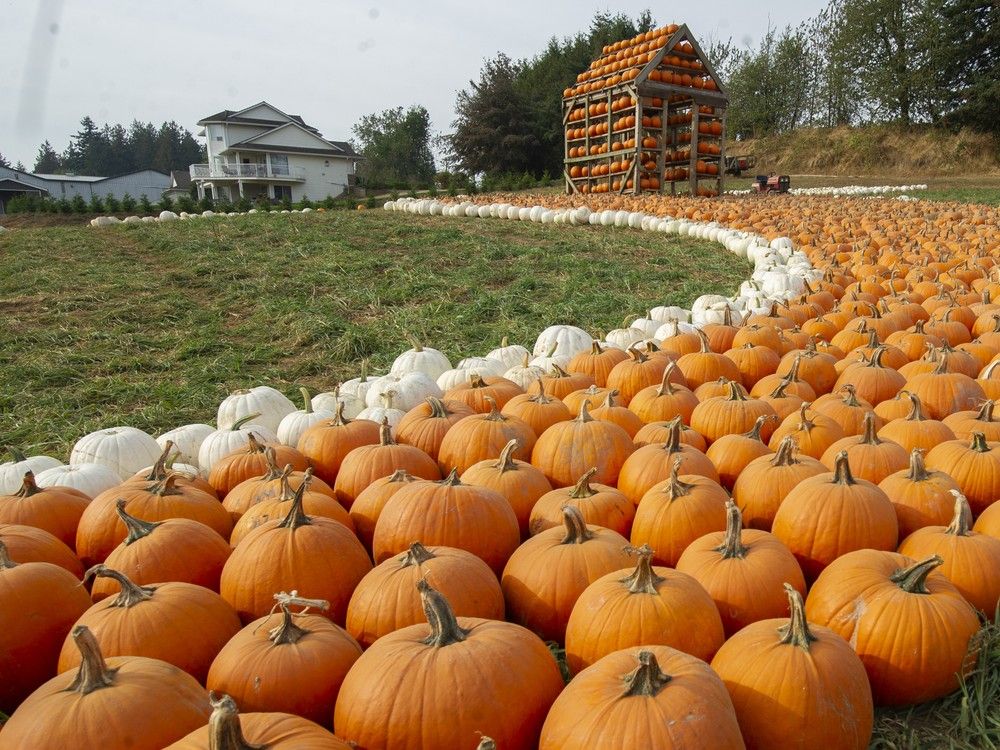 Maan Farms pumpkins and corn maze in Abbotsford. Maan Farms pumpkins and corn maze in Abbotsford.