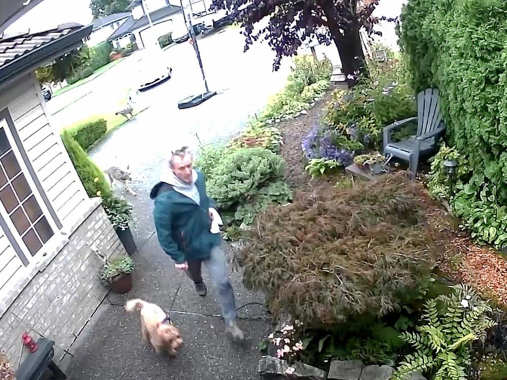 Screenshot from handout surveillance video of two coyotes chasing Scott Towers and his dog Hazel on Sept. 30 in Port Coquitlam. Screenshot from handout surveillance video of two coyotes chasing Scott Towers and his dog Hazel on Sept. 30 in Port Coquitlam.
