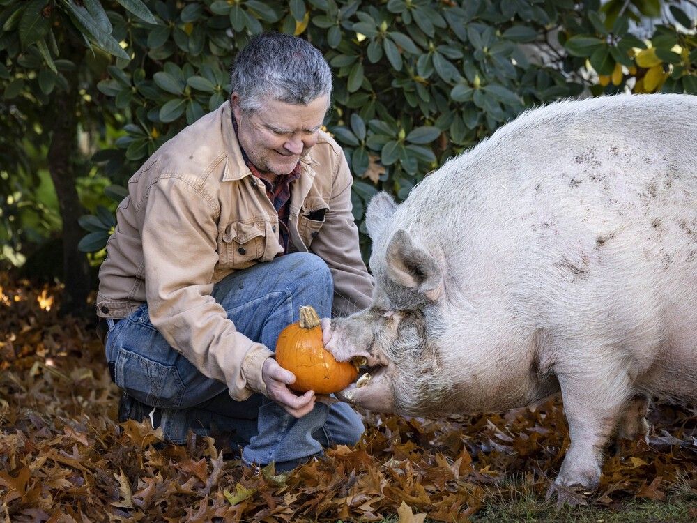 From patch to pigpen: Abbotsford farm turns leftover pumpkins into feast for rescue animals
