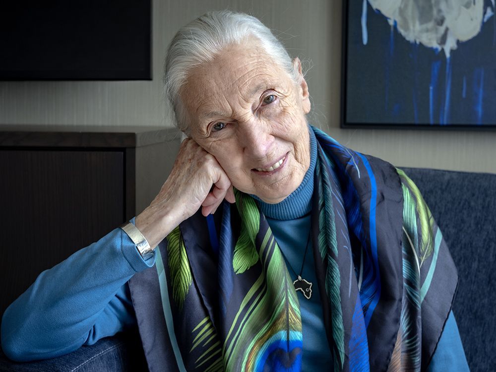 Jane Goodall, famed chimpanzee researcher and conservationist, dies at 91