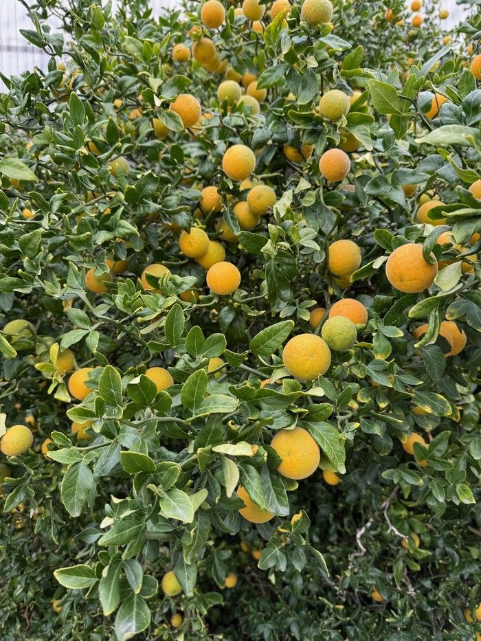  Poncirus Flying Dragon is a hardy citrus for our area and, once established, can produce heavy crops of fruit.