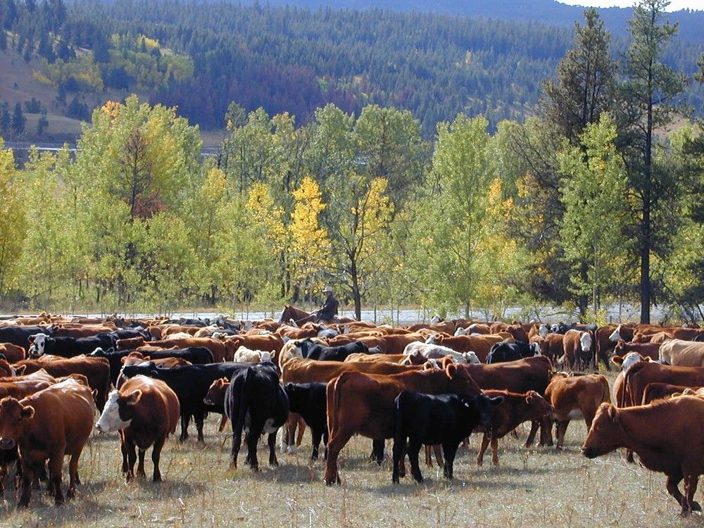Eleven dead cattle have been found near a B.C. logging road, but there are fears more may have been poisoned before wandering into the woods to die. A file photo shows a herd of beef cows in the B.C. Cariboo. Eleven dead cattle have been found near a B.C. logging road, but there are fears more may have been poisoned before wandering into the woods to die. A file photo shows a herd of beef cows in the B.C. Cariboo.