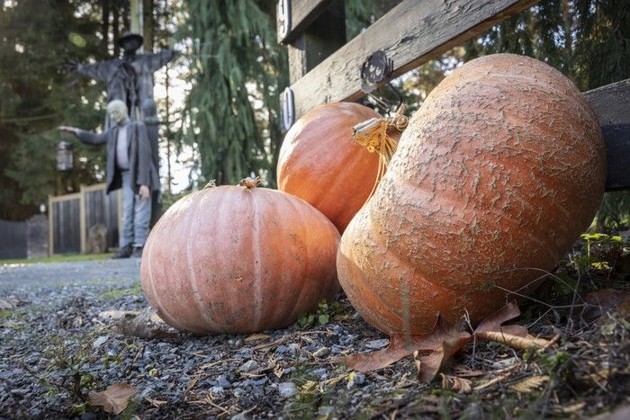  halloween pumpkins in langley on oct. 30, 2025.