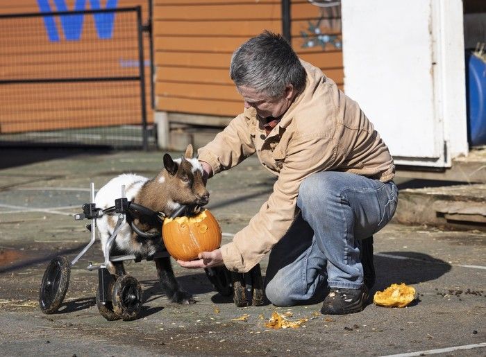  stephen wiltshire of the happy herd farm sanctuary in langley feeds pumpkin to chili the goat on oct. 30, 2025.