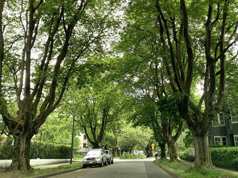 Some Vancouver neighbourhoods have plenty of trees, but poorer neighbourhoods are worse off. Plans to fix that could be on the line as city hall looks to axe its budget. Some Vancouver neighbourhoods have plenty of trees, but poorer neighbourhoods are worse off. Plans to fix that could be on the line as city hall looks to axe its budget.