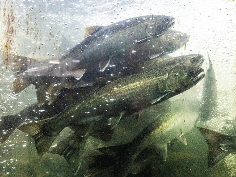 Salmon at the Capilano Salmon Hatchery in North Vancouver. Salmon at the Capilano Salmon Hatchery in North Vancouver.