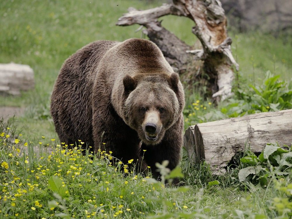 File photo of a grizzly bear. An update from the Conservation Officer Service says forensic evidence has ruled out the grizzly bears.