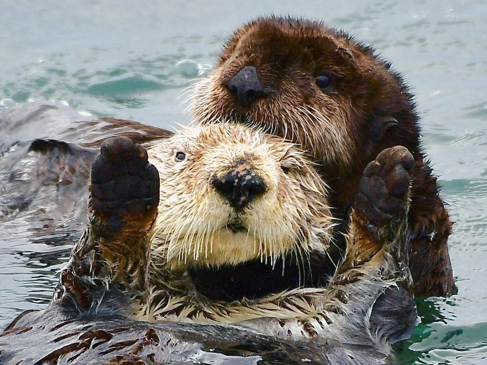 Like B.C.'s orcas, sea otters have now been found with toxic forever chemicals