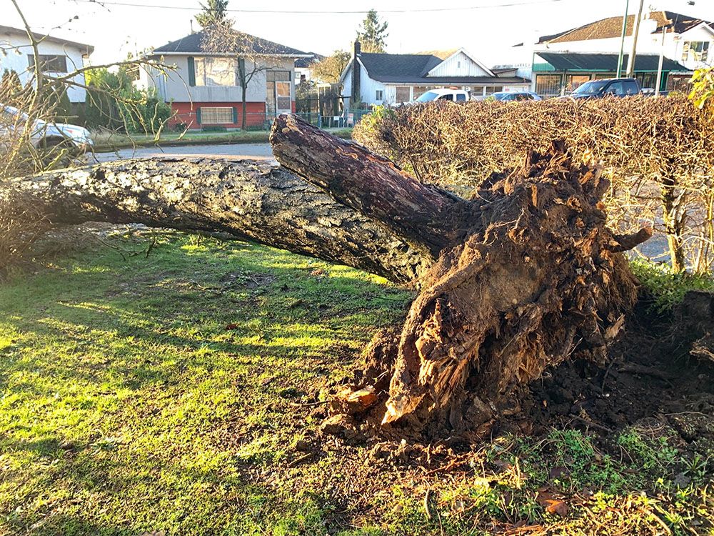  Tree down at Gilley Ave. and Rumble St. in Burnaby Wednesday.