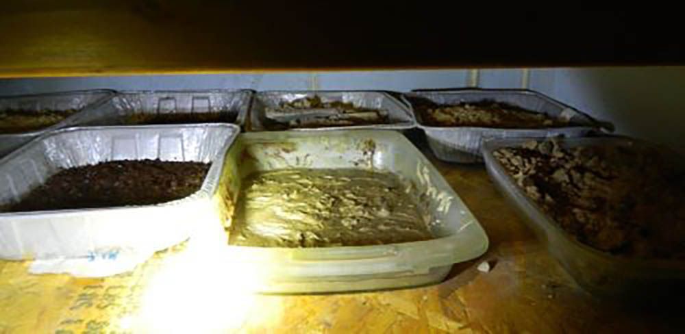 A federal RCMP policing unit known as CLEAR — clandestine laboratory enforcement and response team — has seized fentanyl, guns, precursor chemicals and cash from properties in Surrey and Richmond in an investigation that began in summer 2025. A federal RCMP policing unit known as CLEAR — clandestine laboratory enforcement and response team — has seized fentanyl, guns, precursor chemicals and cash from properties in Surrey and Richmond in an investigation that began in summer 2025.