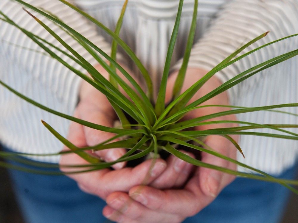 Brian Minter: Here are some gifts the gardener in your life will truly appreciate