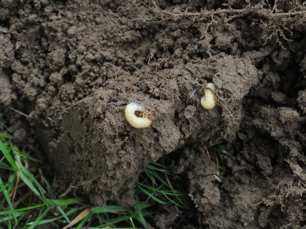 File photograph of European chafer beetle grubs. File photograph of European chafer beetle grubs.
