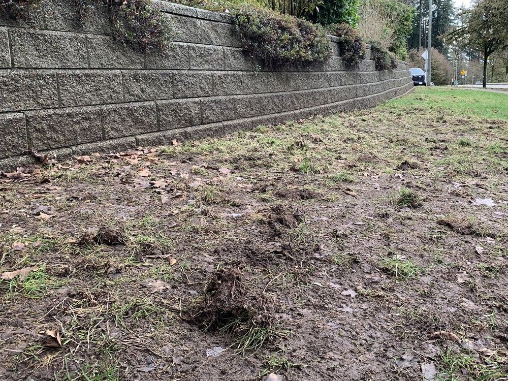 Torn up lawn at a townhouse complex in Port Moody on Dec. 6, 2025. Torn up lawn at a townhouse complex in Port Moody on Dec. 6, 2025.