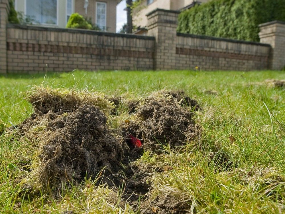 File photo of damaged lawns along Vancouver’s West 27th & Cambie due to the European chafer beetle. File photo of damaged lawns along Vancouver’s West 27th & Cambie due to the European chafer beetle.