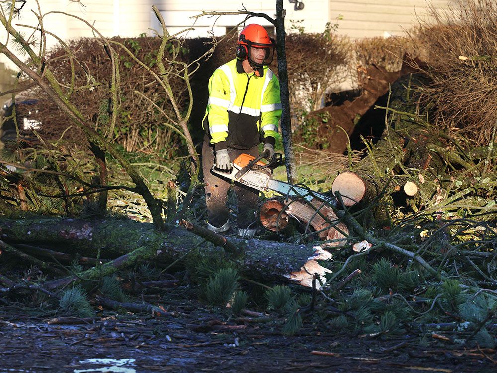  Workers clean up after a tree fell across the road at Rumble St. and Gilley Ave during a wind storm in Vancouver, B.C., Dec. 17, 2025.