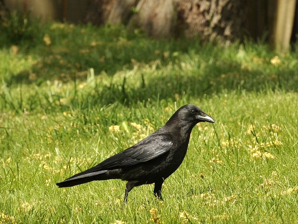 A crow walks on a lawn in east Vancouver. A crow walks on a lawn in east Vancouver.