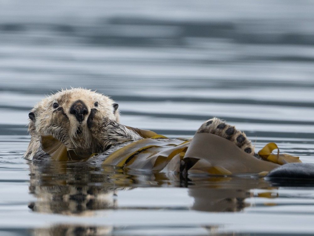 A photograph of an otter chilling in rippling water