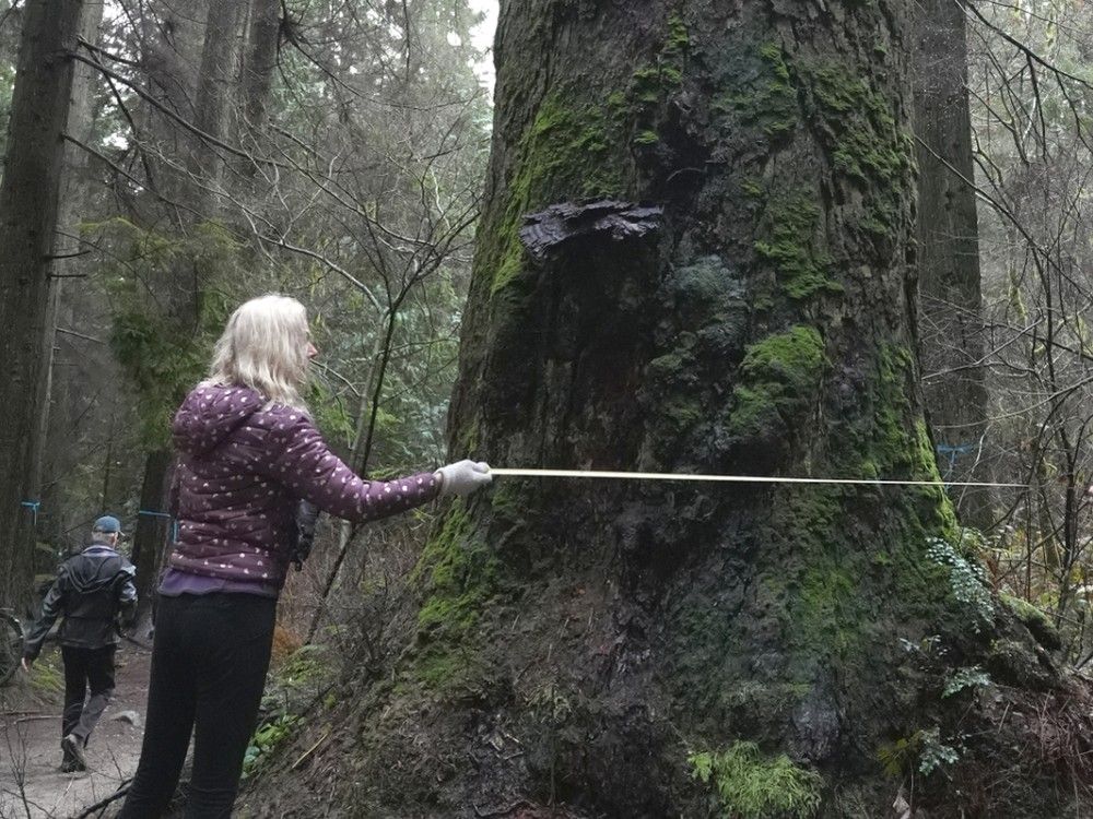  The Stanley Park Preservation Society is trying to save a 500-year-old Douglas fir from being chopped down in Stanley Park.