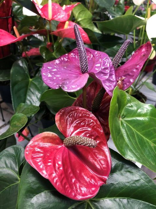  Anthuriums make lovely gifts, especially for Valentine’s Day.