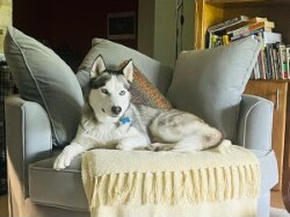 Moon, a two-year-old Siberian husky, was killed in a trap near Radium Hot Springs on Jan. 8.