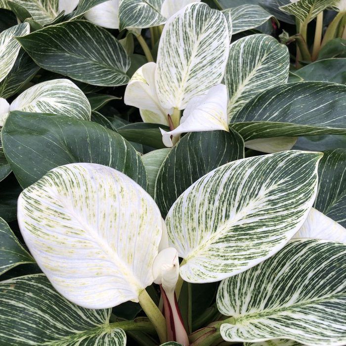  Philodendron Birkin is ideal for smaller spaces.