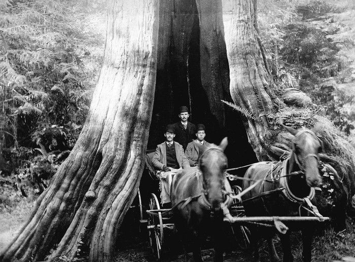 This Day in History, 1936: A banker attacks Vancouver's beloved Hollow Tree as 'an eyesore'