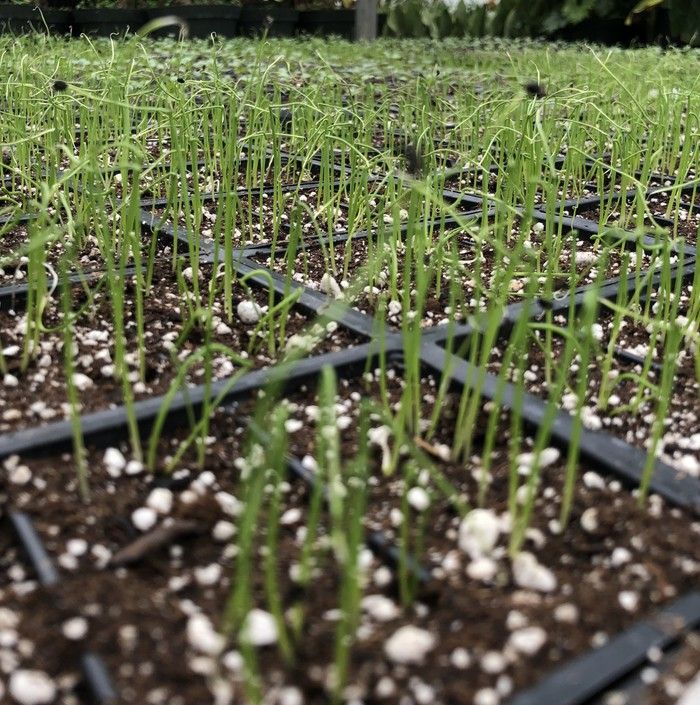 You can reuse planting trays over and over again by sterilizing with a 10 per cent bleach solution between crops. You can reuse planting trays over and over again by sterilizing with a 10 per cent bleach solution between crops.