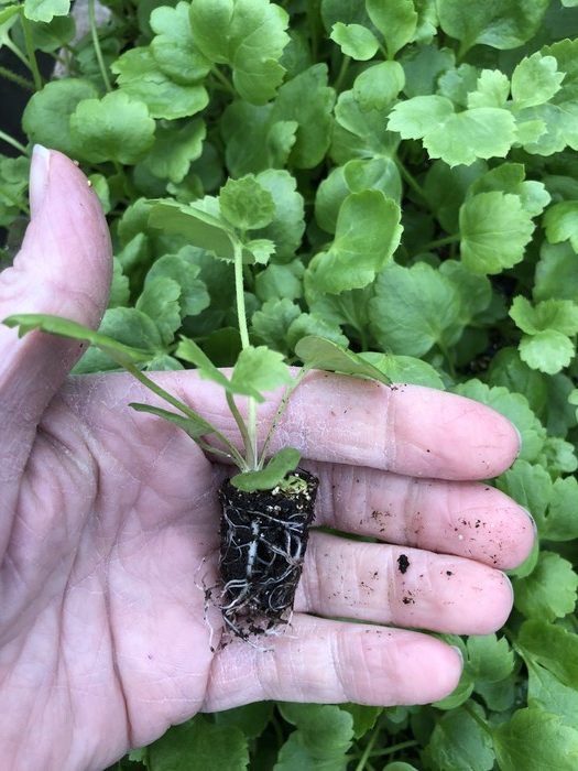 A good seed starting mix is very important. A good seed starting mix is very important.