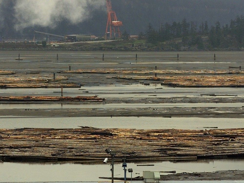 Huge increase in drift logs damaging B.C.'s intertidal zone, study finds