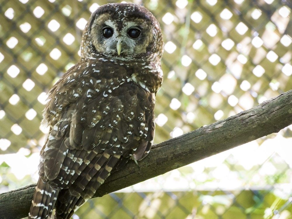 B.C.’s commitment to biodiversity put on hold