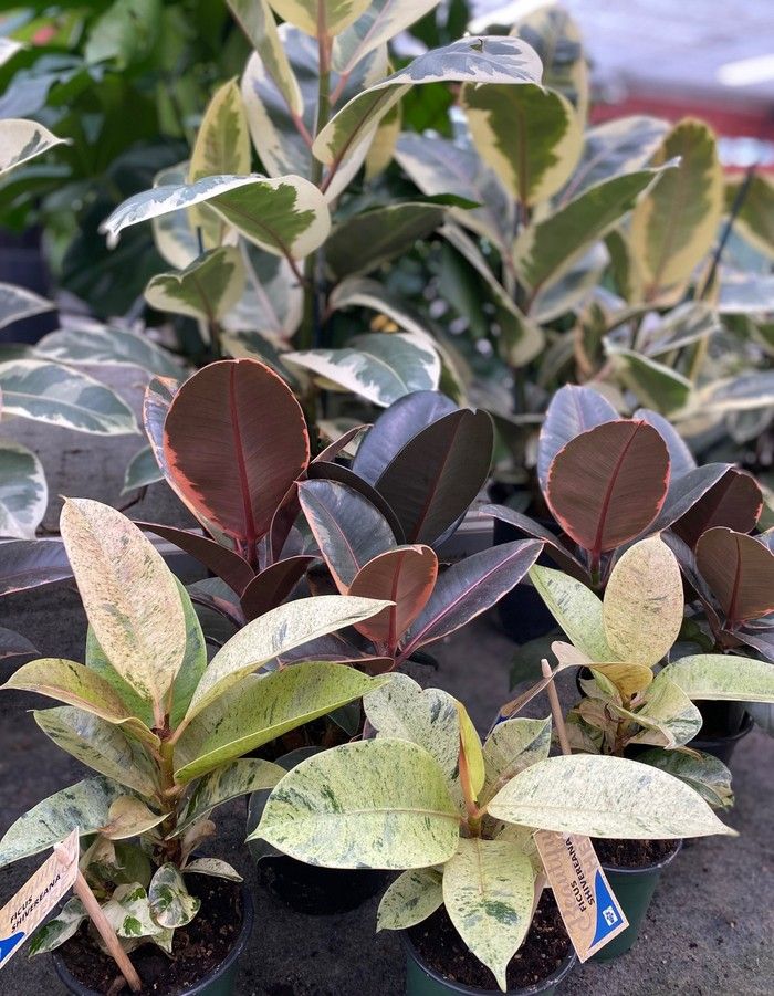  The rubber plant family has expanded to include many new members, including speckled Shivereana.